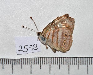  ( - IAvH-TRI-A2578)  @11 [ ] copyright (2022) Instituto de Investigacion Alexander von Humboldt (IAvH). Instituto de Investigacion Alexander von Humboldt (IAvH).