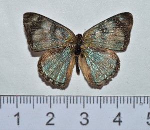  ( - IAvH-TRI-A327)  @11 [ ] copyright (2022) Instituto de Investigacion Alexander von Humboldt (IAvH). Instituto de Investigacion Alexander von Humboldt (IAvH).