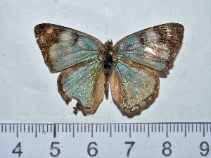  ( - IAvH-TRI-A596)  @11 [ ] copyright (2022) Instituto de Investigacion Alexander von Humboldt (IAvH) Instituto de Investigacion Alexander von Humboldt (IAvH)