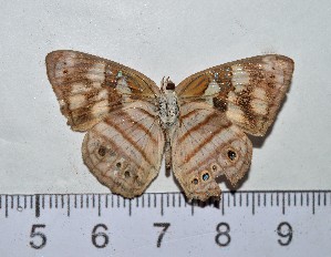  ( - IAvH-TRI-A596)  @11 [ ] copyright (2022) Instituto de Investigacion Alexander von Humboldt (IAvH) Instituto de Investigacion Alexander von Humboldt (IAvH)