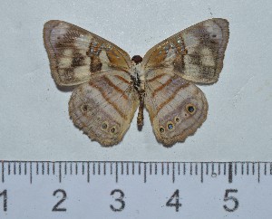  ( - IAvH-TRI-A80)  @11 [ ] copyright (2022) Instituto de Investigacion Alexander von Humboldt (IAvH). Instituto de Investigacion Alexander von Humboldt (IAvH).