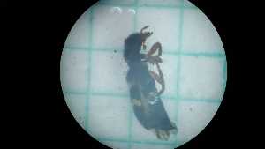  (Enoclerus obrieni - IAvH-TRI-NGR-522)  @11 [ ] by-nc-sa (2021) Unspecified IAvH (Instituto Alexander von Humboldt)