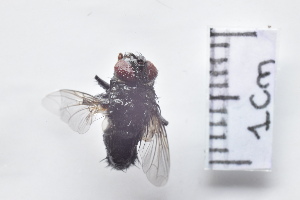  ( - IAvH-TRI-MAL216-DIP-0125.3)  @11 [ ] Copyright (2023) Instituto de Investigacion Alexander von Humboldt (IAvH) Instituto de Investigacion Alexander von Humboldt (IAvH)
