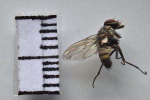  ( - IAvH-TRI-MAL218-DIP-0047.2)  @11 [ ] Copyright (2023) Instituto de Investigacion Alexander von Humboldt (IAvH) Instituto de Investigacion Alexander von Humboldt (IAvH)