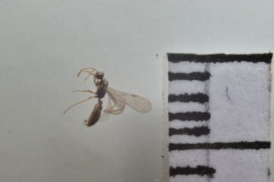  ( - IAvH-TRI-MAL217-HYM-0064.5)  @11 [ ] Copyright (2023) Instituto de Investigacion Alexander von Humboldt (IAvH) Instituto de Investigacion Alexander von Humboldt (IAvH)