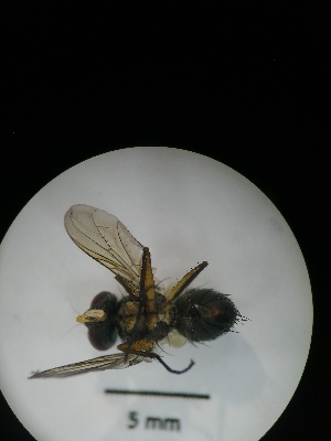  ( - IAvH-TRI-MAL214-DIP-0121.3)  @11 [ ] Copyright (2023) Instituto de Investigacion Alexander von Humboldt (IAvH) Instituto de Investigacion Alexander von Humboldt (IAvH)