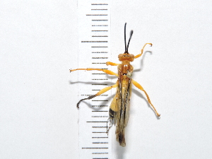  ( - IAvH-TRI-FCZ0152)  @11 [ ] Copyright (2022) Instituto de Investigaciones Alexander von Humboldt (IAvH) Instituto de Investigaciones Alexander von Humboldt (IAvH)