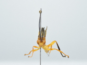  ( - IAvH-TRI-FCZ0152)  @11 [ ] Copyright (2022) Instituto de Investigaciones Alexander von Humboldt (IAvH) Instituto de Investigaciones Alexander von Humboldt (IAvH)