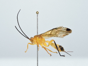  ( - IAvH-TRI-FCZ0152)  @11 [ ] Copyright (2022) Instituto de Investigaciones Alexander von Humboldt (IAvH) Instituto de Investigaciones Alexander von Humboldt (IAvH)