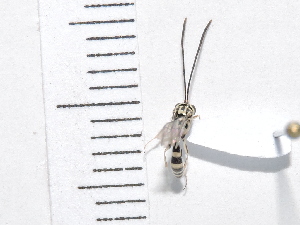  ( - IAvH-TRI-FCZ0178)  @11 [ ] Copyright (2022) Instituto de Investigaciones Alexander von Humboldt (IAvH) Instituto de Investigaciones Alexander von Humboldt (IAvH)
