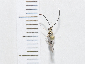  ( - IAvH-TRI-FCZ0369)  @11 [ ] Copyright (2022) Instituto de Investigaciones Alexander von Humboldt (IAvH) Instituto de Investigaciones Alexander von Humboldt (IAvH)