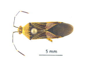  ( - IAvH-Tr-HEM0143)  @11 [ ] Copyright (2022) Instituto de Investigaciones Alexander von Humboldt (IAvH) Instituto de Investigaciones Alexander von Humboldt (IAvH)