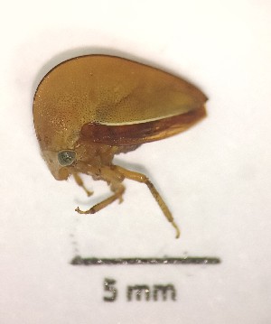  ( - IAvH-TRI-HFN001)  @11 [ ] Copyright (c) (2023) Victor Ardila-Bayona Instituto de Investigacion Alexander von Humboldt (IAvH)