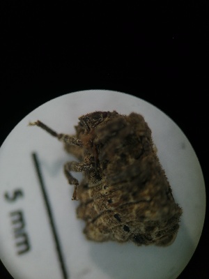  (Cyrtocoridae - IAvH-TRI-MAL210-HEM-0170.1)  @11 [ ] Copyright (2023) Instituto de Investigacion Alexander von Humboldt (IAvH) Instituto de Investigacion Alexander von Humboldt (IAvH)