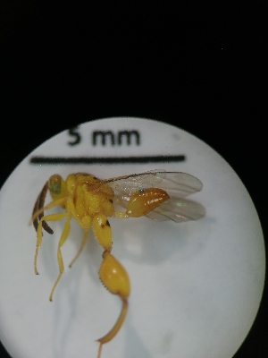  ( - IAvH-TRI-MAL215-HYM-0252.1)  @11 [ ] Copyright (2023) Instituto de Investigacion Alexander von Humboldt (IAvH) Instituto de Investigacion Alexander von Humboldt (IAvH)