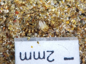  ( - IAvH-TRI-DIPG1269)  @11 [ ] Copyright (c) (2022) Wilber Lopez Instituto de Investigaciones Alexander von Humboldt (IAvH)