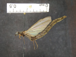  ( - IAvH-TRI-ALH-G1049)  @11 [ ] Copyright (2022) Instituto de Investigaciones Alexander von Humboldt (IAvH) Instituto de Investigaciones Alexander von Humboldt (IAvH)