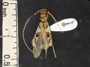  ( - IAvH-TRI-ALH-G1118)  @11 [ ] Copyright (2022) Instituto de Investigaciones Alexander von Humboldt (IAvH) Instituto de Investigaciones Alexander von Humboldt (IAvH)