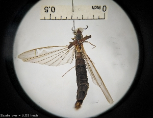  ( - IAvH-TRI-ALH-G726)  @11 [ ] Copyright (2022) Instituto de Investigaciones Alexander von Humboldt (IAvH) Instituto de Investigaciones Alexander von Humboldt (IAvH)