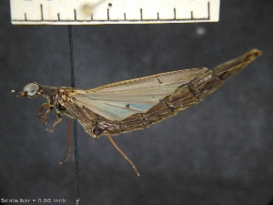  ( - IAvH-TRI-ALH-G727)  @11 [ ] Copyright (2022) Instituto de Investigaciones Alexander von Humboldt (IAvH) Instituto de Investigaciones Alexander von Humboldt (IAvH)