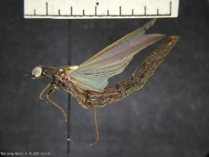  ( - IAvH-TRI-ALH-G729)  @11 [ ] Copyright (2022) Instituto de Investigaciones Alexander von Humboldt (IAvH) Instituto de Investigaciones Alexander von Humboldt (IAvH)