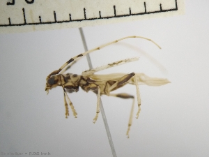  ( - IAvH-TRI-ALH-G947)  @11 [ ] Copyright (2022) Instituto de Investigaciones Alexander von Humboldt (IAvH) Instituto de Investigaciones Alexander von Humboldt (IAvH)