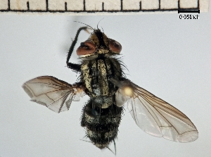  ( - IAvH-TRI-DIPG325)  @11 [ ] Copyright (c) (2022) Wilber Lopez Instituto de Investigaciones Alexander von Humboldt (IAvH)