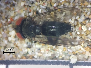  ( - IAvH-TRI-DIPG355)  @11 [ ] Copyright (c) (2022) Wilber Lopez Instituto de Investigaciones Alexander von Humboldt (IAvH)