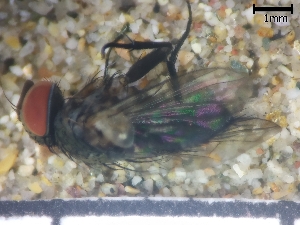  ( - IAvH-TRI-DIPG355)  @11 [ ] Copyright (c) (2022) Wilber Lopez Instituto de Investigaciones Alexander von Humboldt (IAvH)
