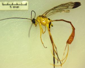  ( - IAvH-TRI-MAL211-HYM-0017.3)  @11 [ ] Copyright (2023) Instituto de Investigacion Alexander von Humboldt (IAvH) Instituto de Investigacion Alexander von Humboldt (IAvH)