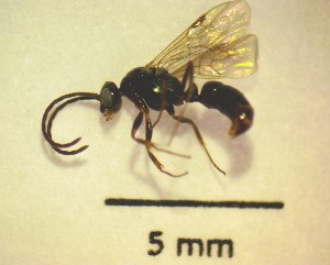  (Agriocleptes - IAvH-TRI-MAL213-HEM-0121)  @11 [ ] Copyright (2023) Instituto de Investigacion Alexander von Humboldt (IAvH) Instituto de Investigacion Alexander von Humboldt (IAvH)