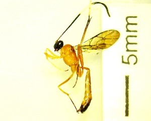  ( - IAvH-TRI-MAL221-HYM-0230.5)  @11 [ ] Copyright (2023) Instituto de Investigacion Alexander von Humboldt (IAvH) Instituto de Investigacion Alexander von Humboldt (IAvH)