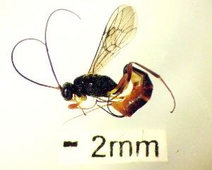  (Campoplex ovivena - IAvH-TRI-MAL223-HYM-0094.4)  @11 [ ] Copyright (2023) Instituto de Investigacion Alexander von Humboldt (IAvH) Instituto de Investigacion Alexander von Humboldt (IAvH)