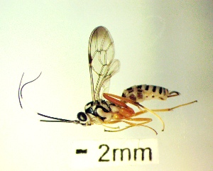  ( - IAvH-TRI-MAL224-HYM-0100.4)  @11 [ ] Copyright (2023) Instituto de Investigacion Alexander von Humboldt (IAvH) Instituto de Investigacion Alexander von Humboldt (IAvH)