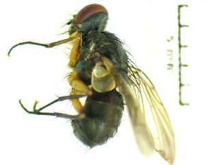  ( - IAvH-TRI-MAL231-DIP-0100.5)  @11 [ ] Copyright (2023) Instituto de Investigacion Alexander von Humboldt (IAvH) Instituto de Investigacion Alexander von Humboldt (IAvH)