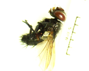  ( - IAvH-TRI-MAL232-DIP-0079.3)  @11 [ ] Copyright (2023) Instituto de Investigacion Alexander von Humboldt (IAvH) Instituto de Investigacion Alexander von Humboldt (IAvH)