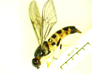  ( - IAvH-TRI-MAL233-DIP-0083.3)  @11 [ ] Copyright (2023) Instituto de Investigacion Alexander von Humboldt (IAvH) Instituto de Investigacion Alexander von Humboldt (IAvH)