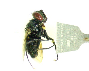  ( - IAvH-TRI-MAL240-DIP-0164.3)  @11 [ ] Copyright (2023) Instituto de Investigacion Alexander von Humboldt (IAvH) Instituto de Investigacion Alexander von Humboldt (IAvH)