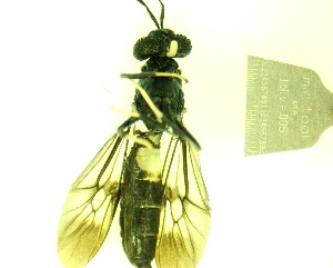  ( - IAvH-TRI-MAL240-DIP-0165.3)  @11 [ ] Copyright (2023) Instituto de Investigacion Alexander von Humboldt (IAvH) Instituto de Investigacion Alexander von Humboldt (IAvH)
