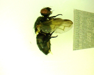  ( - IAvH-TRI-MAL241-DIP-0104.2)  @11 [ ] Copyright (2023) Instituto de Investigacion Alexander von Humboldt (IAvH) Instituto de Investigacion Alexander von Humboldt (IAvH)