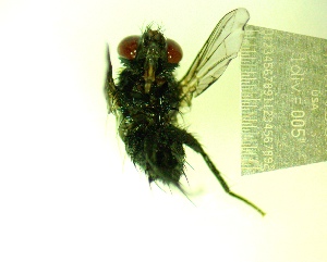  ( - IAvH-TRI-MAL242-DIP-0105.2)  @11 [ ] Copyright (2023) Instituto de Investigacion Alexander von Humboldt (IAvH) Instituto de Investigacion Alexander von Humboldt (IAvH)