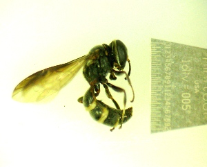  (Trypoxylini - IAvH-TRI-MAL242-HYM-0201.2)  @11 [ ] Copyright (2023) Instituto de Investigacion Alexander von Humboldt (IAvH) Instituto de Investigacion Alexander von Humboldt (IAvH)