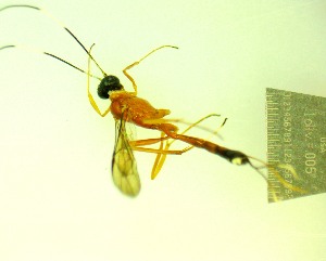  ( - IAvH-TRI-MAL243-HYM-0214.3)  @11 [ ] Copyright (2023) Instituto de Investigacion Alexander von Humboldt (IAvH) Instituto de Investigacion Alexander von Humboldt (IAvH)