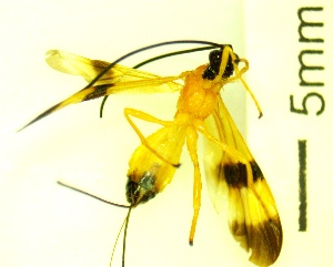  ( - IAvH-TRI-MAL244-HYM-0272.4)  @11 [ ] Copyright (2051) Instituto de Investigacion Alexander von Humboldt (IAvH) Instituto de Investigacion Alexander von Humboldt (IAvH)