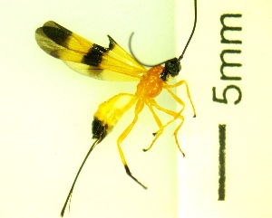 ( - IAvH-TRI-MAL245-HYM-0277.2)  @11 [ ] Copyright (2083) Instituto de Investigacion Alexander von Humboldt (IAvH) Instituto de Investigacion Alexander von Humboldt (IAvH)