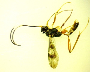  ( - IAvH-TRI-MAL245-HYM-0277.5)  @11 [ ] Copyright (2088) Instituto de Investigacion Alexander von Humboldt (IAvH) Instituto de Investigacion Alexander von Humboldt (IAvH)