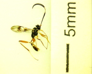  ( - IAvH-TRI-MAL245-HYM-0277.5)  @11 [ ] Copyright (2089) Instituto de Investigacion Alexander von Humboldt (IAvH) Instituto de Investigacion Alexander von Humboldt (IAvH)