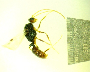 ( - IAvH-TRI-MAL246-HYM-0290.1)  @11 [ ] Copyright (2137) Instituto de Investigacion Alexander von Humboldt (IAvH) Instituto de Investigacion Alexander von Humboldt (IAvH)