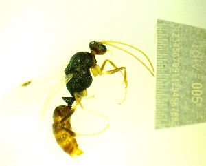  ( - IAvH-TRI-MAL246-HYM-0290.5)  @11 [ ] Copyright (2141) Instituto de Investigacion Alexander von Humboldt (IAvH) Instituto de Investigacion Alexander von Humboldt (IAvH)