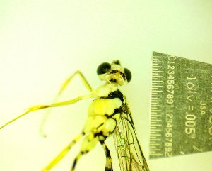  ( - IAvH-TRI-MAL248-HYM-0025.1)  @11 [ ] Copyright (2098) Instituto de Investigacion Alexander von Humboldt (IAvH) Instituto de Investigacion Alexander von Humboldt (IAvH)